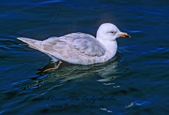 Larus glaucesens  GLAUCOUS-WINGED GULL 226612 z