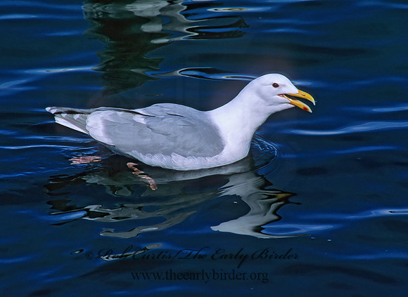 Larus glaucesens  GLAUCOUS-WINGED GULL 226621 z