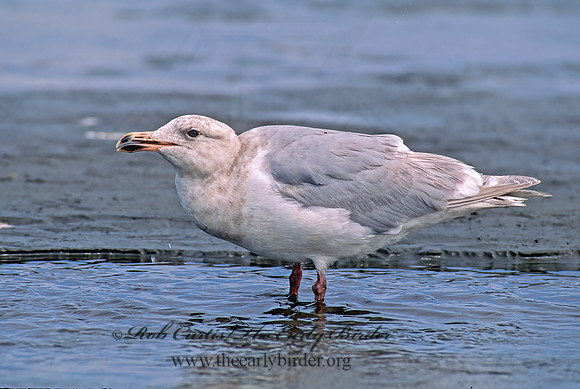 Larus glaucesens  GLAUCOUS-WINGED GULL 145319 z