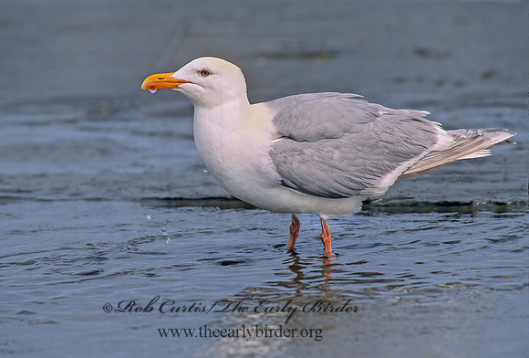 Larus glaucesens  GLAUCOUS-WINGED GULL 145711 z