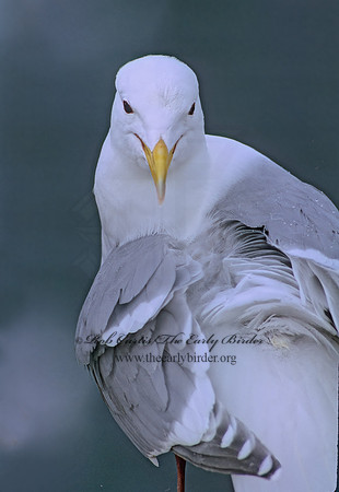 Larus glaucesens  GLAUCOUS-WINGED GULL 237635 z