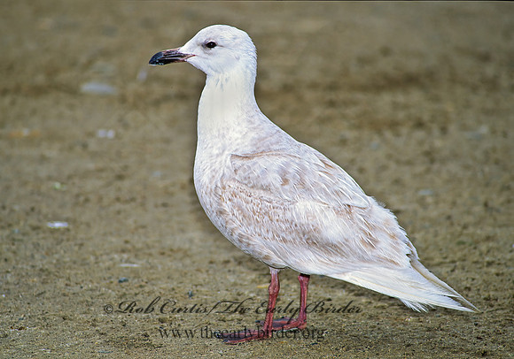 Larus glaucesens  GLAUCOUS-WINGED GULL 106207 z