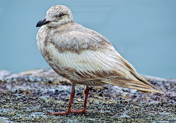 Larus glaucesens  GLAUCOUS-WINGED GULL 110611 z