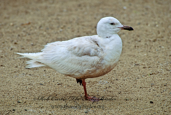 Larus glaucesens  GLAUCOUS-WINGED GULL 110631 z