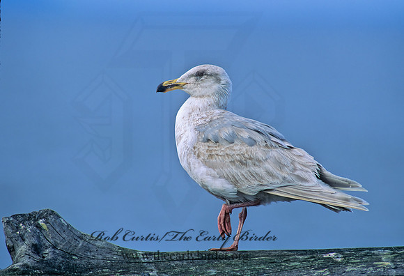 Larus glaucesens  GLAUCOUS-WINGED GULL 145128-1 z