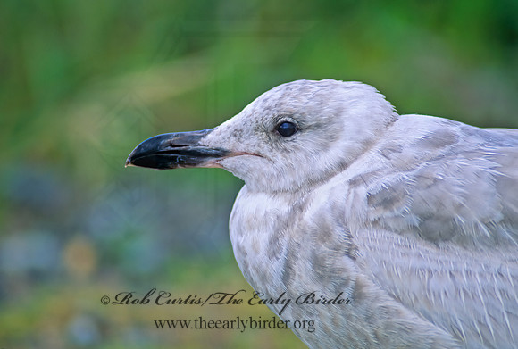 Larus glaucesens  GLAUCOUS-WINGED GULL 145134-1 z