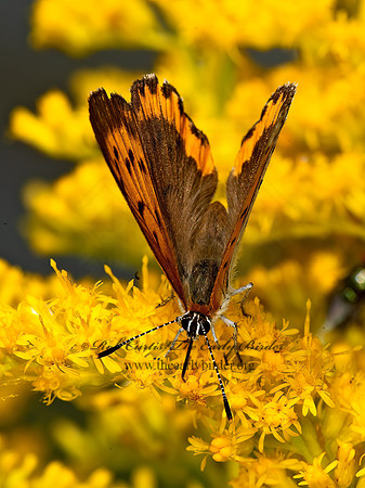 Lycaena hyllus  BRONZE COPPER 9053369z