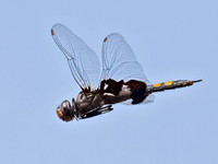 Libellulidae (SKIMMERS)