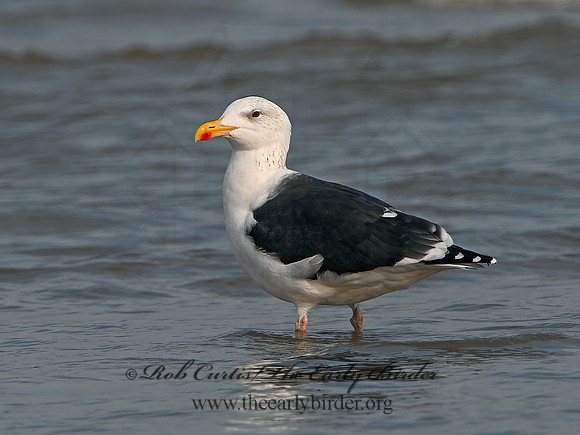 Larus marinus  GREAT BLACK-BACKED GULL 1300594z