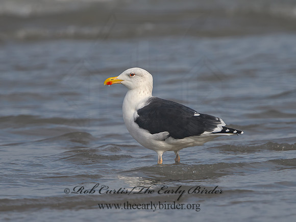 Larus marinus  GREAT BLACK-BACKED GULL 1300591z