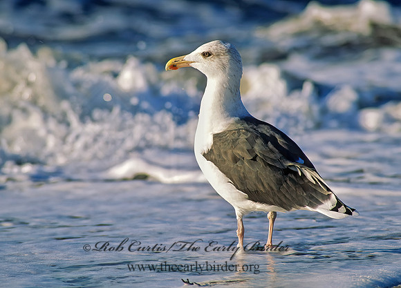 Larus marinus  GREAT BLACK-BACKED GULL 157804z