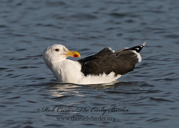 Larus marinus  GREAT BLACK-BACKED GULL 1308149z