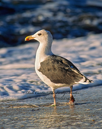 Larus marinus  GREAT BLACK-BACKED GULL 157807z
