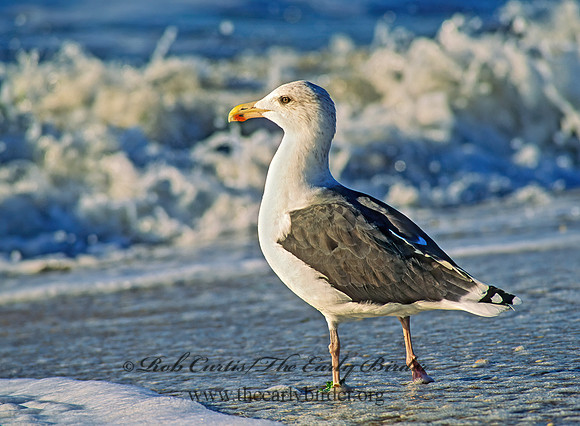 Larus marinus  GREAT BLACK-BACKED GULL 157815z