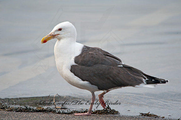 Larus marinus  GREAT BLACK-BACKED GULL 8034687z