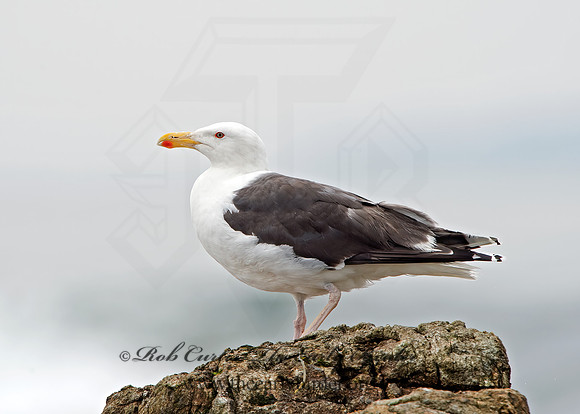 Larus marinus  GREAT BLACK-BACKED GULL 9032845z