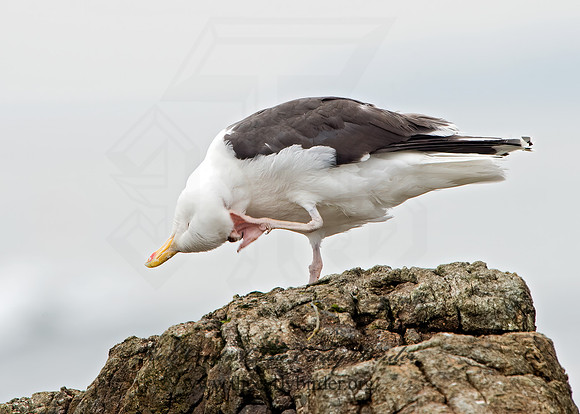 Larus marinus  GREAT BLACK-BACKED GULL 9032849z
