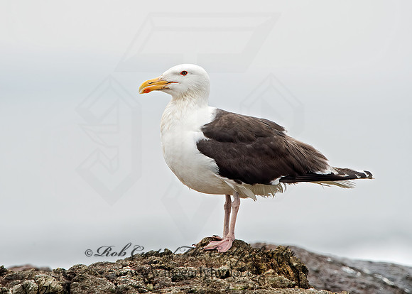 Larus marinus  GREAT BLACK-BACKED GULL 9032851z