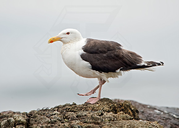 Larus marinus  GREAT BLACK-BACKED GULL 9032852z