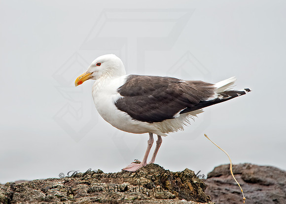 Larus marinus  GREAT BLACK-BACKED GULL 9032855z