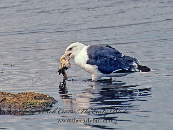 Larus marinus  GREAT BLACK-BACKED GULL 44731-1z