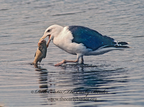 Larus marinus  GREAT BLACK-BACKED GULL 44716-1z