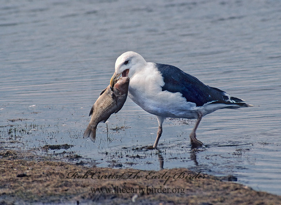Larus marinus  GREAT BLACK-BACKED GULL 44718-1z