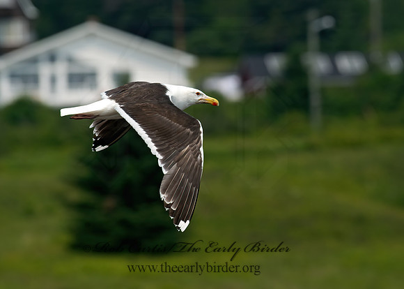 Larus marinus  GREAT BLACK-BACKED GULL 9033388z