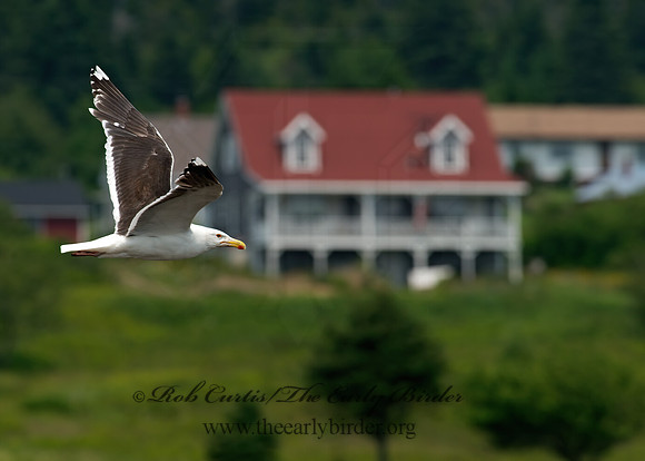 Larus marinus  GREAT BLACK-BACKED GULL 9033389z