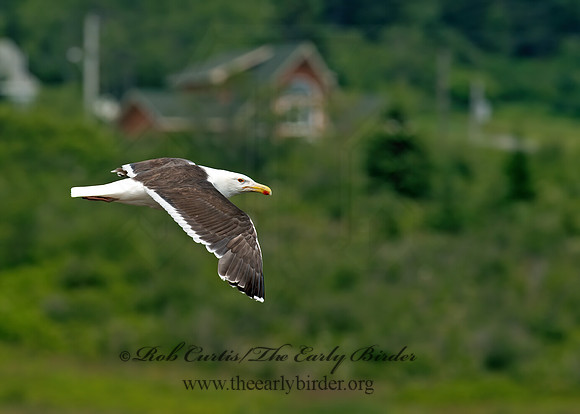 Larus marinus  GREAT BLACK-BACKED GULL 9033390z