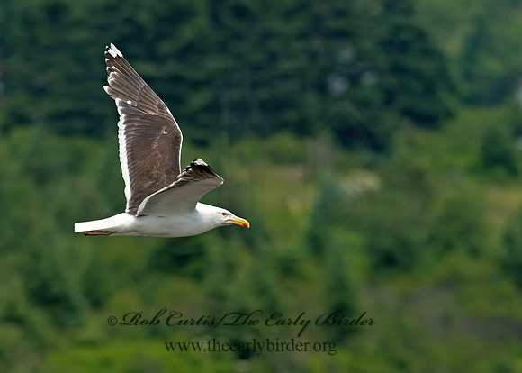 Larus marinus  GREAT BLACK-BACKED GULL 9033391z