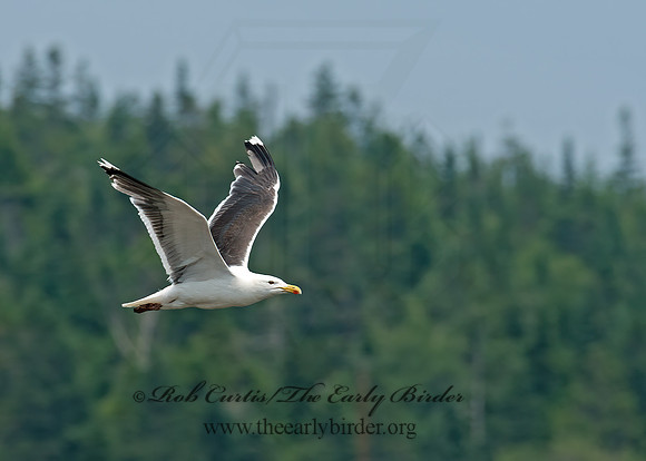 Larus marinus  GREAT BLACK-BACKED GULL 9033393z