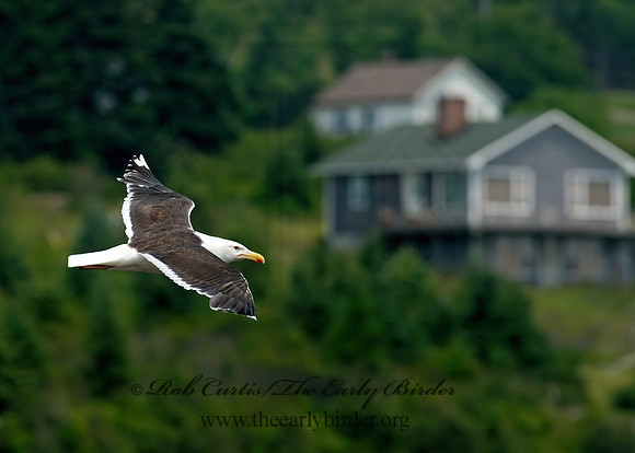 Larus marinus  GREAT BLACK-BACKED GULL 9033392z