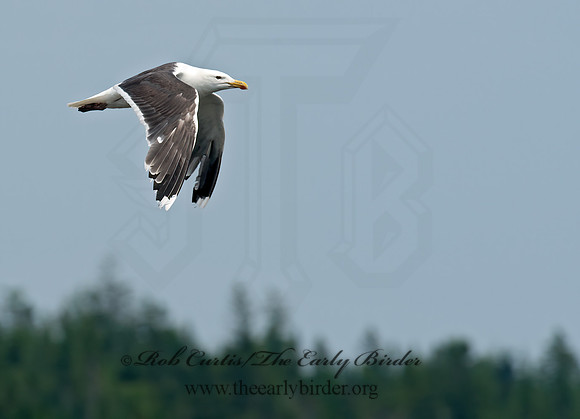 Larus marinus  GREAT BLACK-BACKED GULL 9033394z