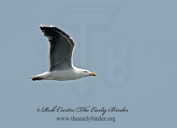Larus marinus  GREAT BLACK-BACKED GULL 9033399z