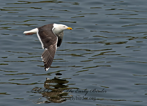Larus marinus  GREAT BLACK-BACKED GULL 9033415z