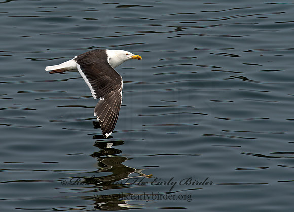 Larus marinus  GREAT BLACK-BACKED GULL 9033421z