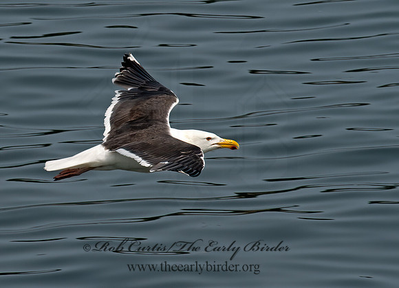 Larus marinus  GREAT BLACK-BACKED GULL 9033423z