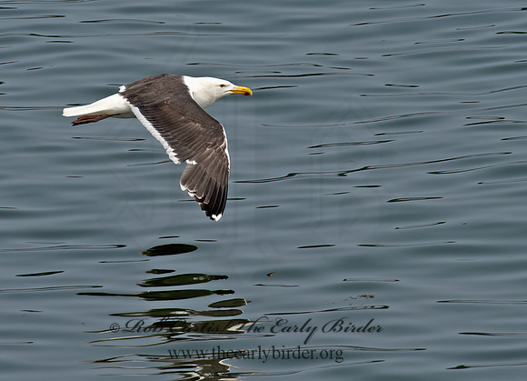 Larus marinus  GREAT BLACK-BACKED GULL 9033424z