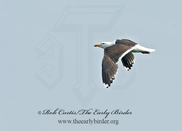 Larus marinus  GREAT BLACK-BACKED GULL 9033438z