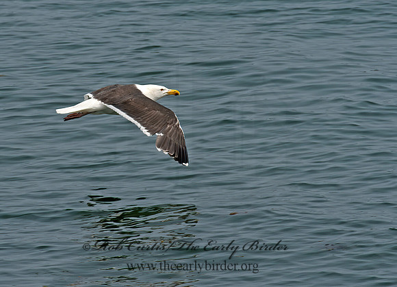 Larus marinus  GREAT BLACK-BACKED GULL 9033432z