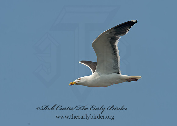 Larus marinus  GREAT BLACK-BACKED GULL 9033441z
