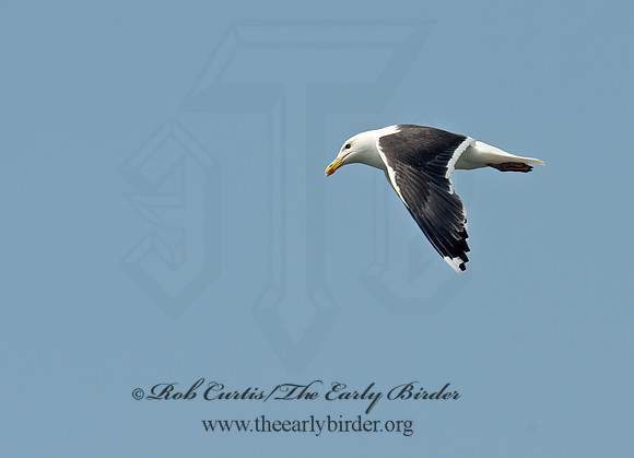 Larus marinus  GREAT BLACK-BACKED GULL 9033452z