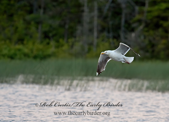 Larus marinus  GREAT BLACK-BACKED GULL 9033872z