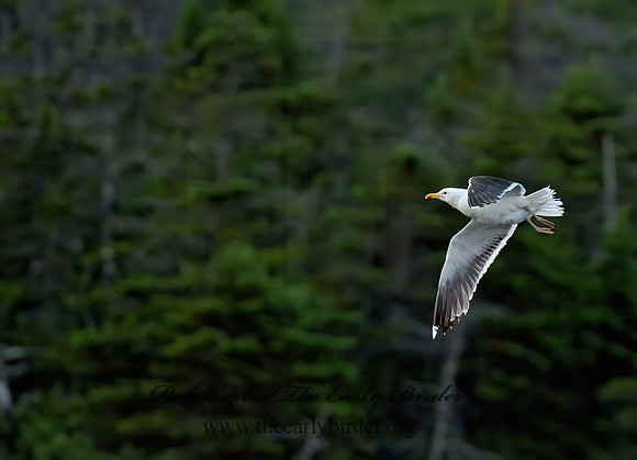 Larus marinus  GREAT BLACK-BACKED GULL 9033873z