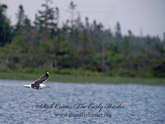 Larus marinus  GREAT BLACK-BACKED GULL 9033874z