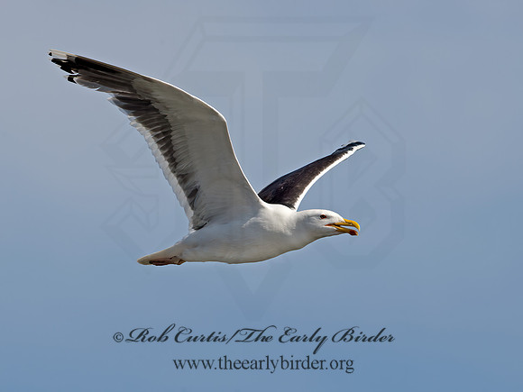 Larus marinus  GREAT BLACK-BACKED GULL 9034424z