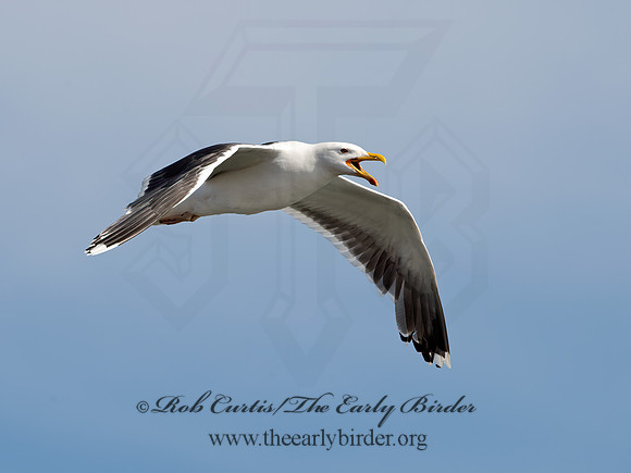 Larus marinus  GREAT BLACK-BACKED GULL 9034422z