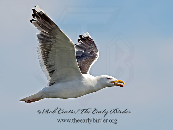 Larus marinus  GREAT BLACK-BACKED GULL 9034431z
