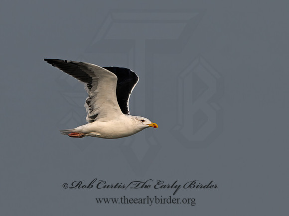 Larus marinus  GREAT BLACK-BACKED GULL 1300625z